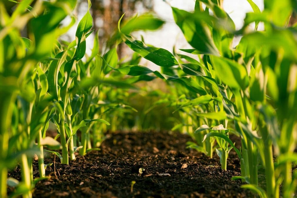Espaces verts et exploitations agricoles